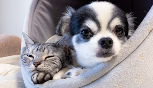 ペットクーポンでお得にお買い物！最新クーポン情報と賢い活用法を徹底解説